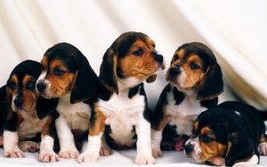 Funny Beagle Puppies Photos