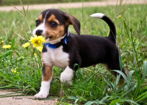 Funny Beagle Puppies With Flower Wallpaper