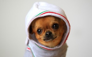 Funny Chihuahua Wear Cloth Wallpaper