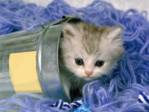 Cute Animal Kitten Wallpaper