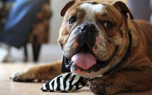Bulldog 09 HD Wallpaper