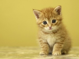 Cute Cat Wallpaper