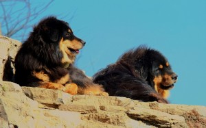 Tibetan Mastiff Wallpaper