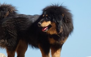 Tibetan Mastiff Wallpapers HD