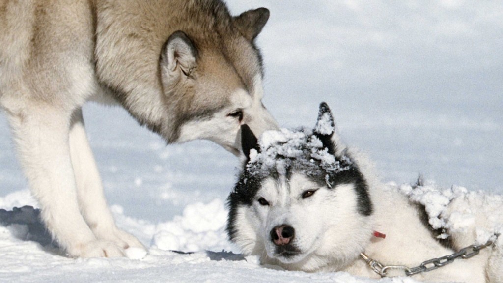 Alaskan Malamut Dog Wallpaper