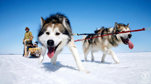 Alaskan Malamute Wallpaper Download