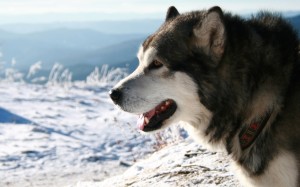 Alaskan Malmute HD Wallpaper Download
