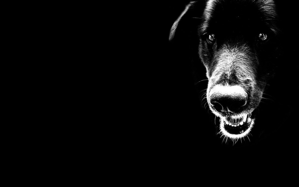 Black Dog Wallpaper HD