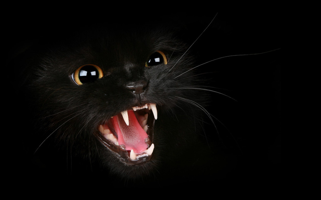 Cat Aye Black Wallpaper HD