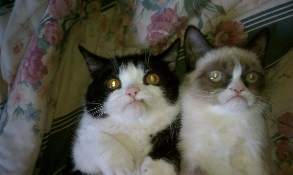 Cute Grumpy Cat Wallpaper
