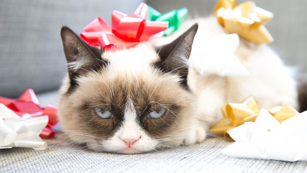 Funny Grumpy Cat Wallpaper