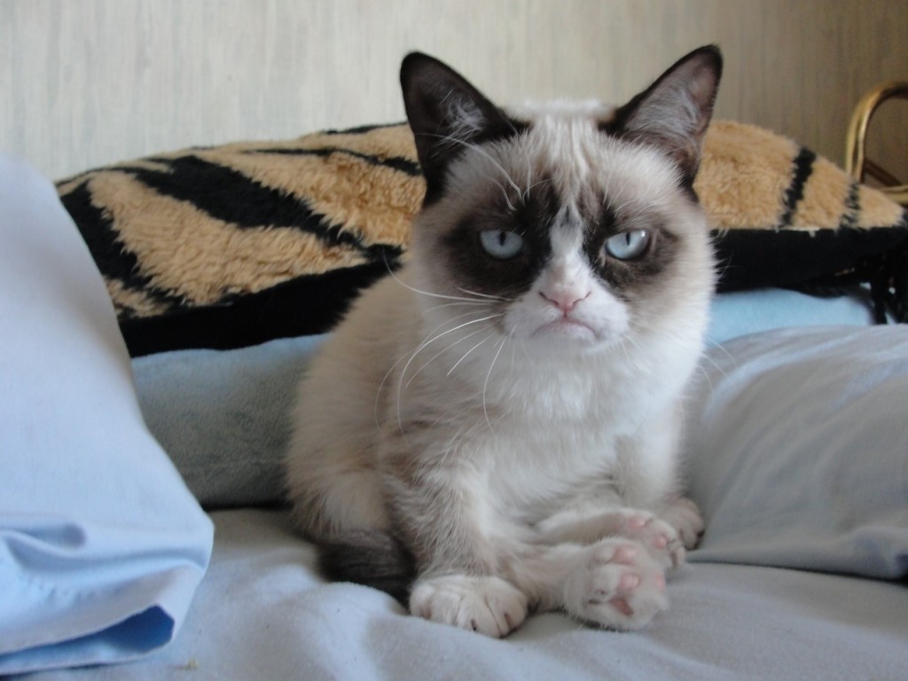 Funny Grumpy Cat Wallpaper HD