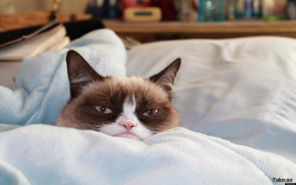 Funny Grumpy Cat Wallpaper Picture