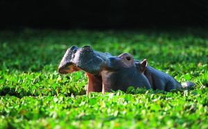 Hippopotamus Wild Animals