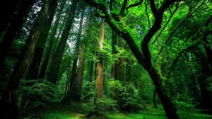 Nature Foresh Green Wallpaper