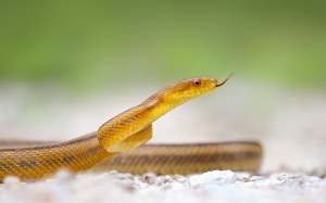 Yellow Rat Snake