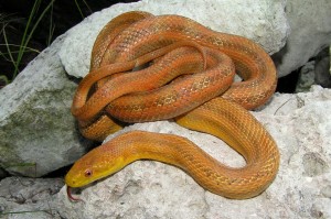 Yellow Rat Snake Picture Wallpaper