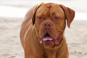 French Mastiff Dog Picture Wallpaper
