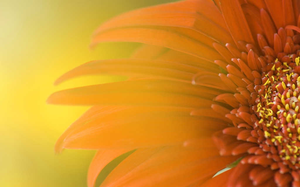 Sunflowers Background wallpaper HD