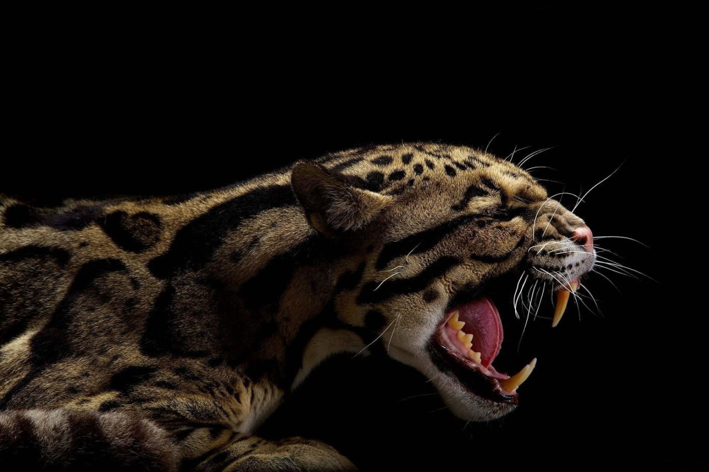 Animal Ocelot Wallpaper