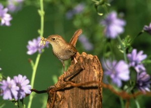 Animal Photography Pictures