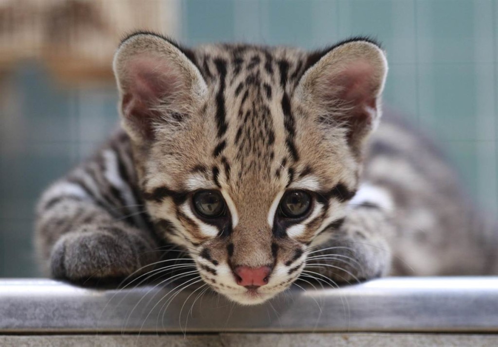 Baby Ocelot Wallpaper