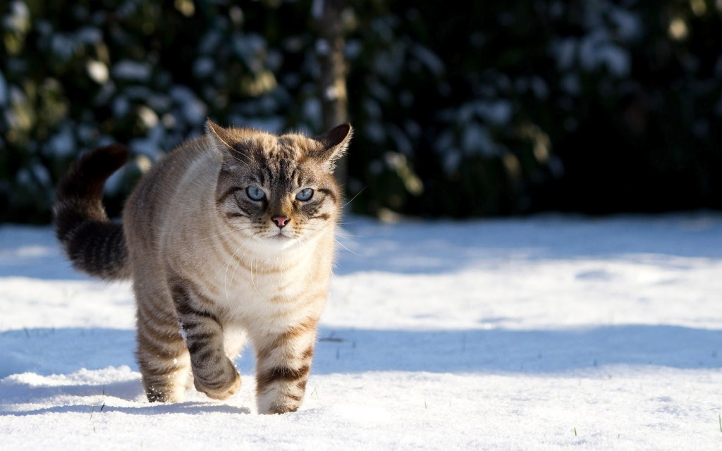 Winter Cat Picture Wallpaper