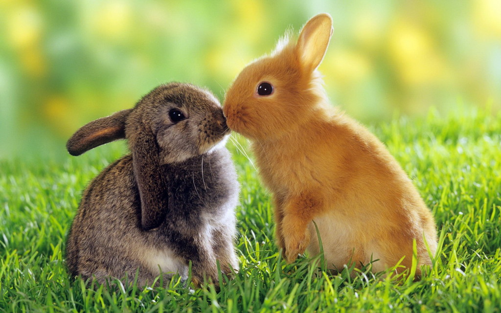 Bunnies Wallpaper