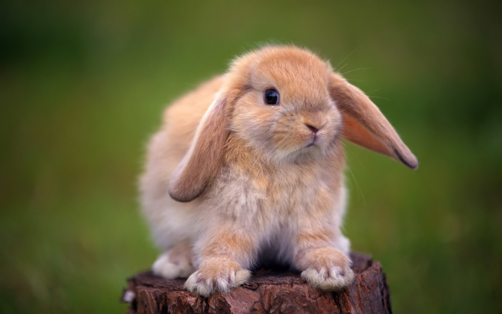Bunnies Wallpaper HD
