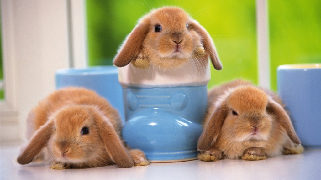 Funny Bunnies Pictures Wallpaper